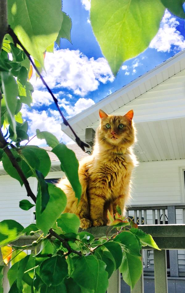 /Images/uploads/Humane Society of Utah/HSU2018/entries/3957thumb.jpg